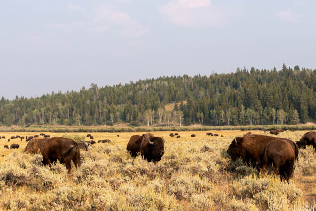 Wild Bison Grazing in Grand Teton National Park